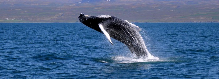 observation-baleines-afrique-du-sud