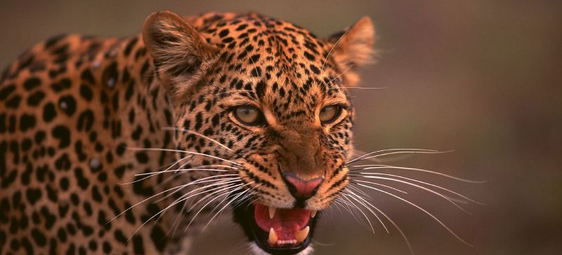 leopard-ou-les-voir-afrique-du-sud