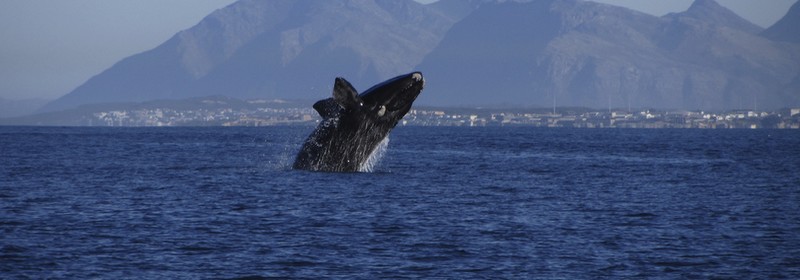 excursion a la journee hermanus baleine
