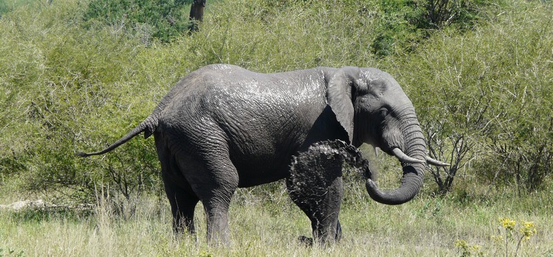 ou-voir-elephants-afrique-du-sud