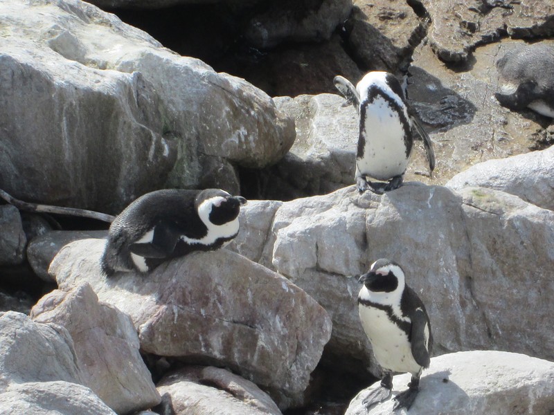 route-des-baleines-pingouins