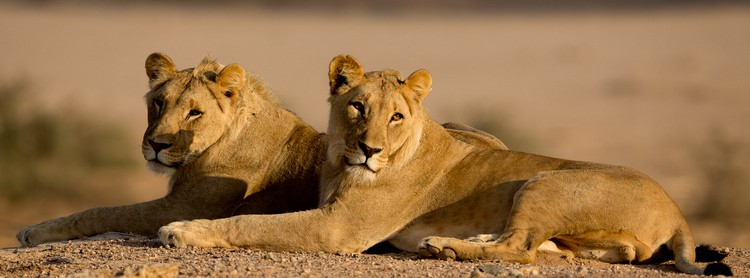 documentaire lions du desert en namibie