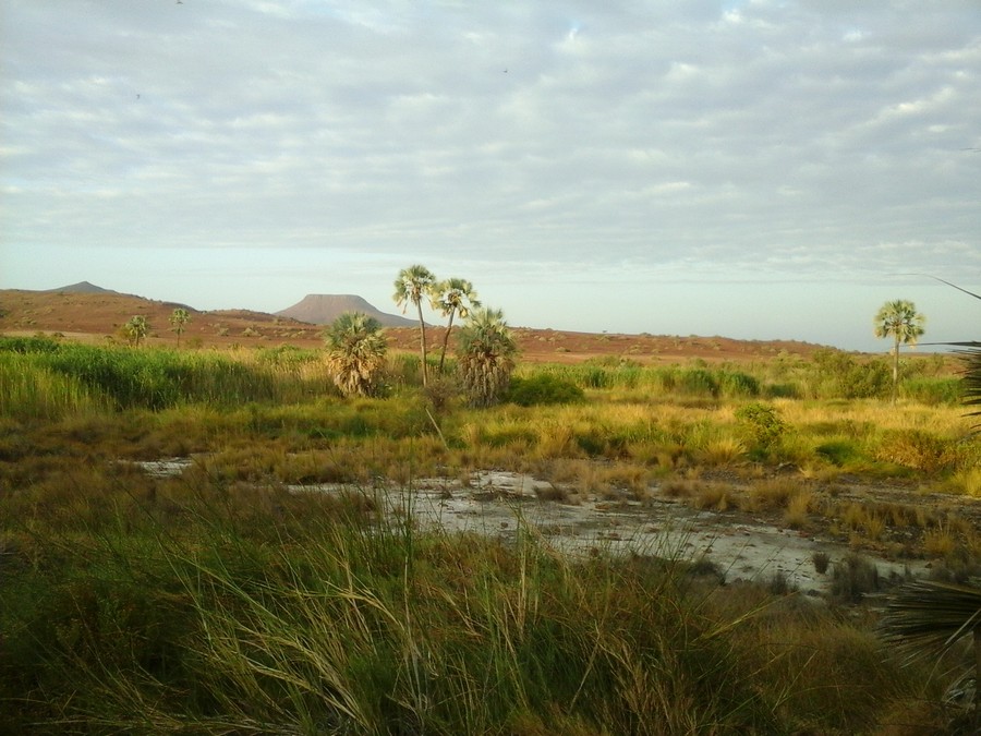 namibie palmwag
